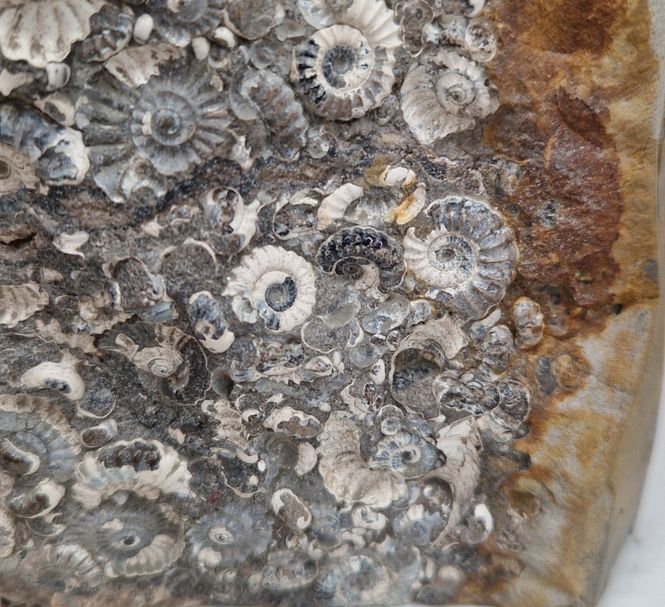 Hovedbilde Promicroceras sp. (ammonittplate)