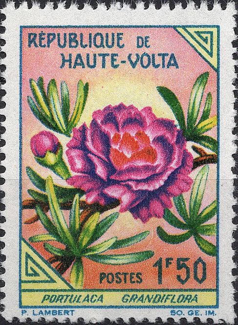 Hovedbilde Blomster og planter, Afrika