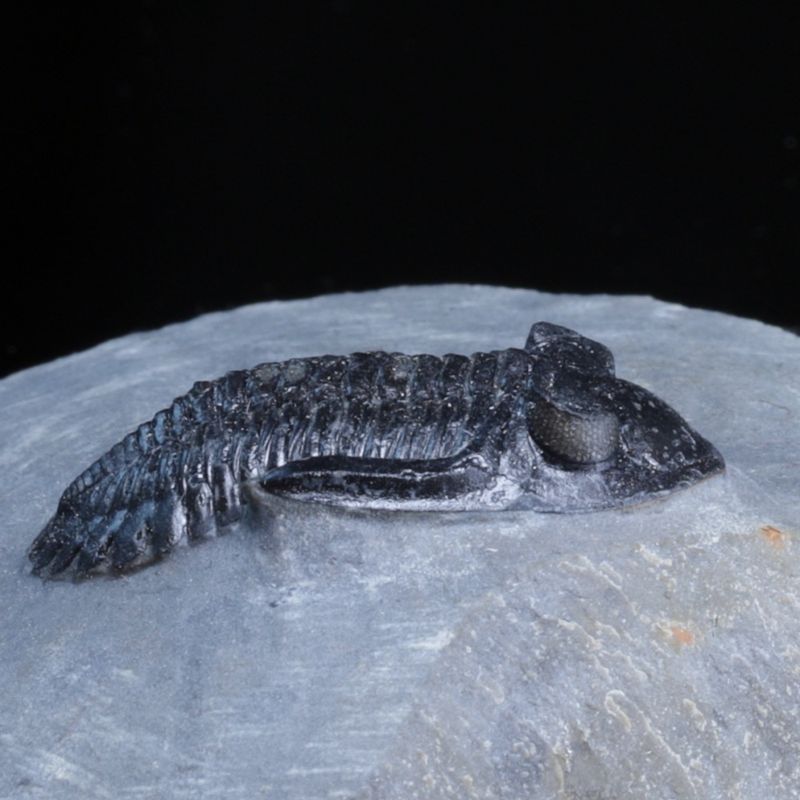  Trilobitt (Hollardops sp.), 390 mill år