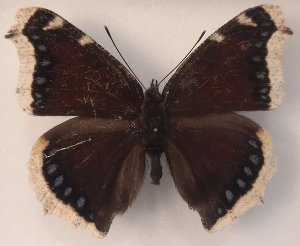 Hovedbilde Sørgekåpe (Nymphalis antiopa) i svart ramme (15 x 12 x 5,4 cm)