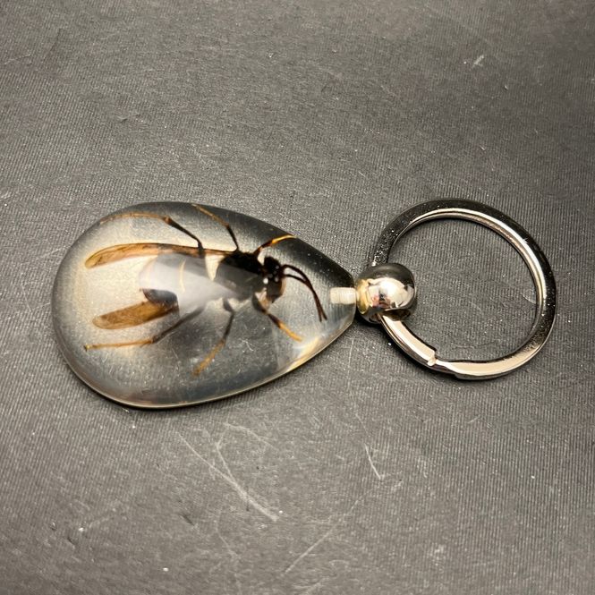 Hovedbilde Nøkkelknippe med ekte stikkeveps (Vespidae sp.)