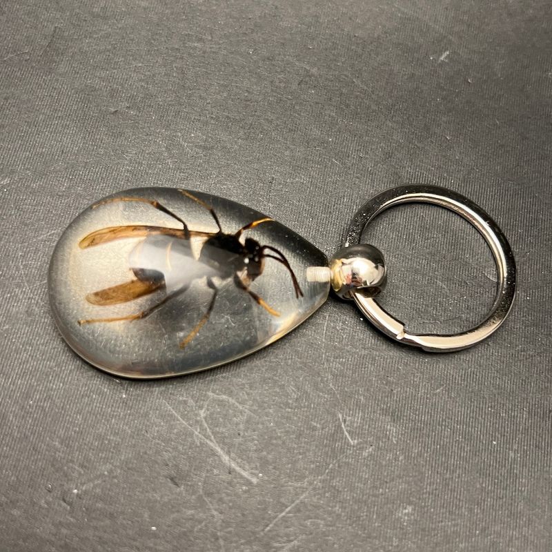 Nøkkelknippe med ekte stikkeveps (Vespidae sp.)