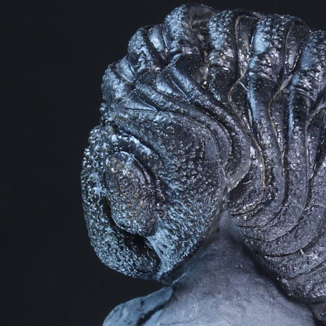 Hovedbilde Trilobitt (Morocops forteyi)