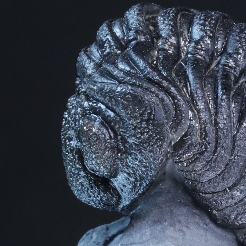 Trilobitt (Morocops forteyi)