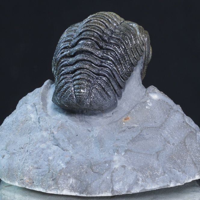 Hovedbilde Trilobitt (Morocops forteyi)