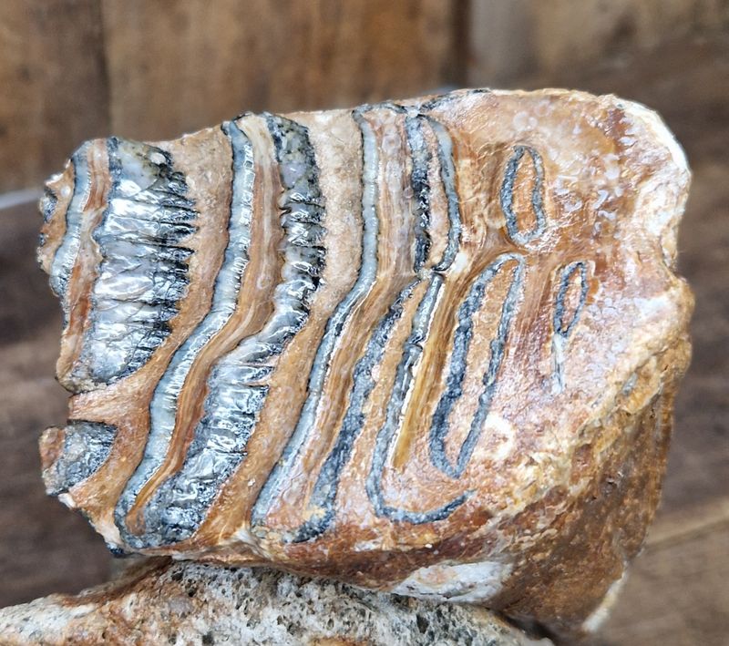 Underkjeve med jeksel fra mammut (minst 40,000 år)