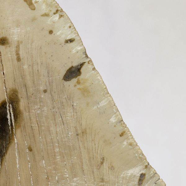 Hovedbilde Megalodon-tann (13,2 cm), South Carolina, USA