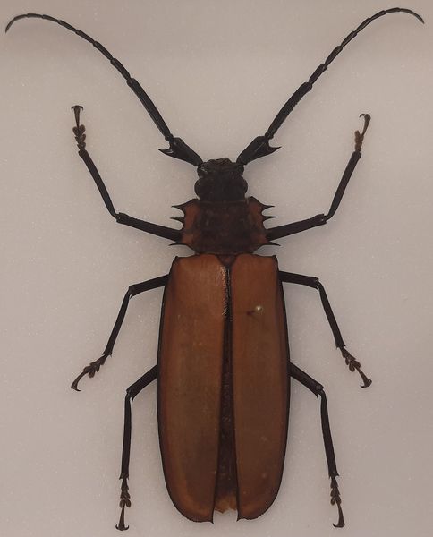 Hovedbilde Kjempetrebukk (Enoplocerus armillatus) i ramme