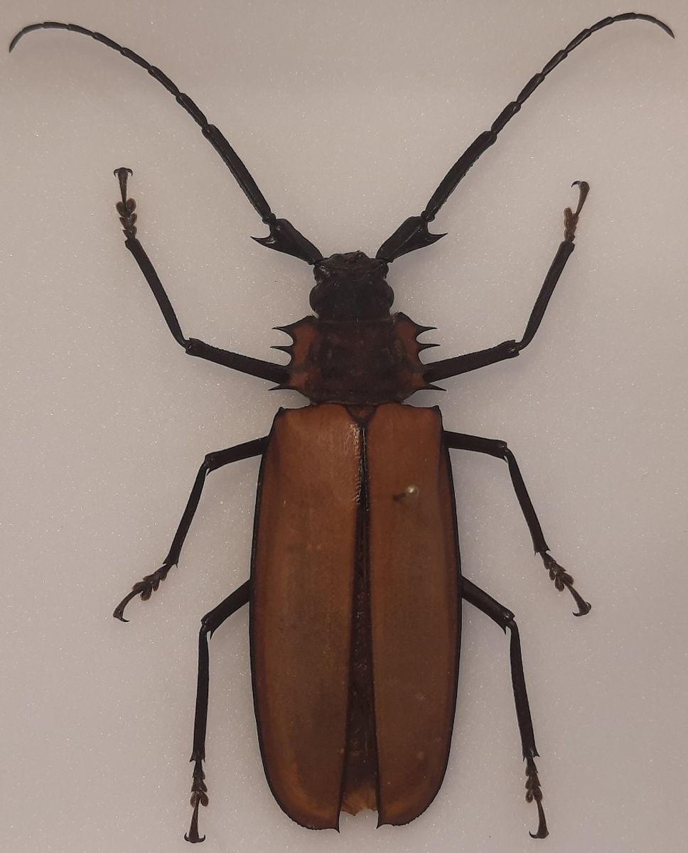 Kjempetrebukk (Enoplocerus armillatus) i ramme