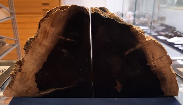 Hovedbilde Bokstøtter av fossilt tre, Indonesia
