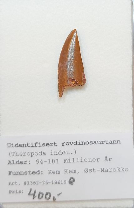 Hovedbilde Uidentifisert rovdinosaurtann (94-101 mill år)