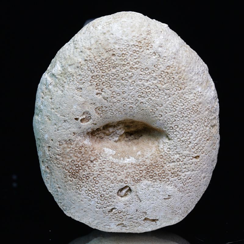 Fossil  kråkebolle/sjøpinnsvin (Oligopygus weatherbyi)