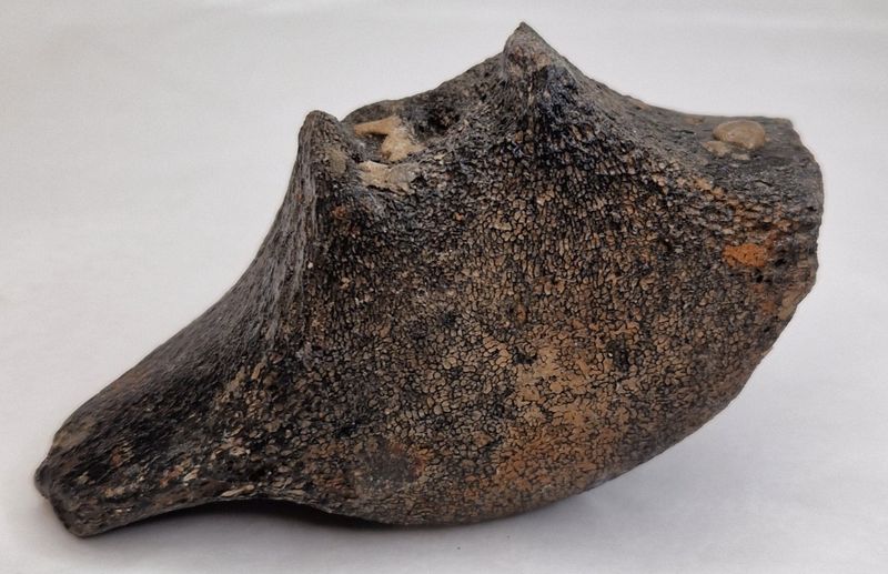 Delfinvirvel (minst 12,000 år)