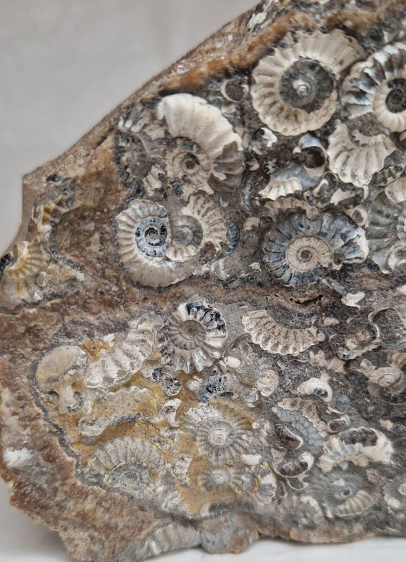 Promicroceras sp. (ammonittplate)