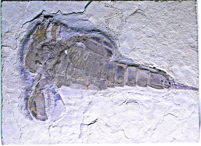 Hovedbilde Fossil sjøskorpion (Eurypterus remipes)