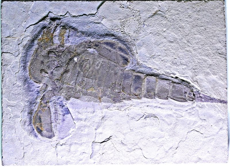 Fossil sjøskorpion (Eurypterus remipes)
