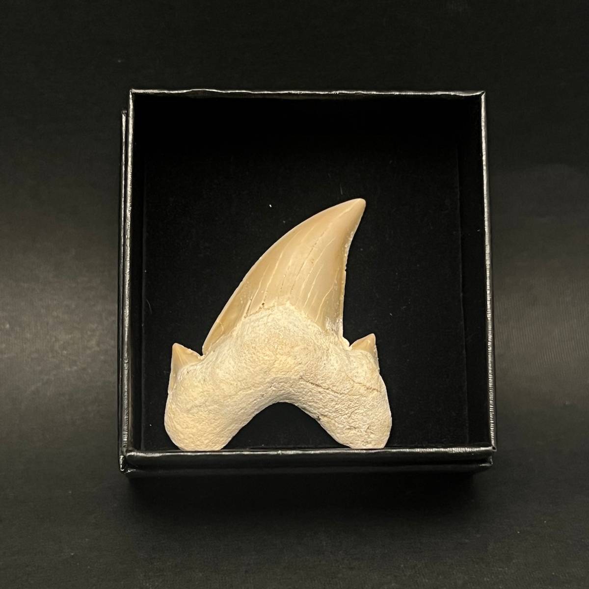 Fossil haitann (Otodus obliquus) i gaveeske, 5-6 cm