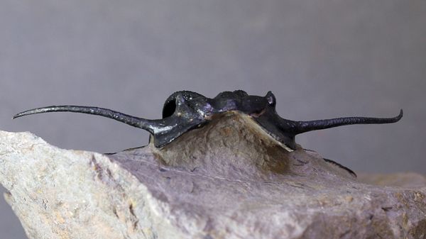 Hovedbilde Trilobitt (Dicranurus monstrosus)