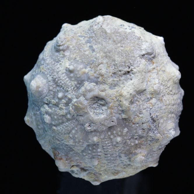 Hovedbilde Fossil kråkebolle/sjøpinnsvin (Asterocidaris koechlini)