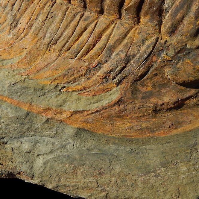Hovedbilde Kjempetrilobitt (Acaparadoxides forteyi)