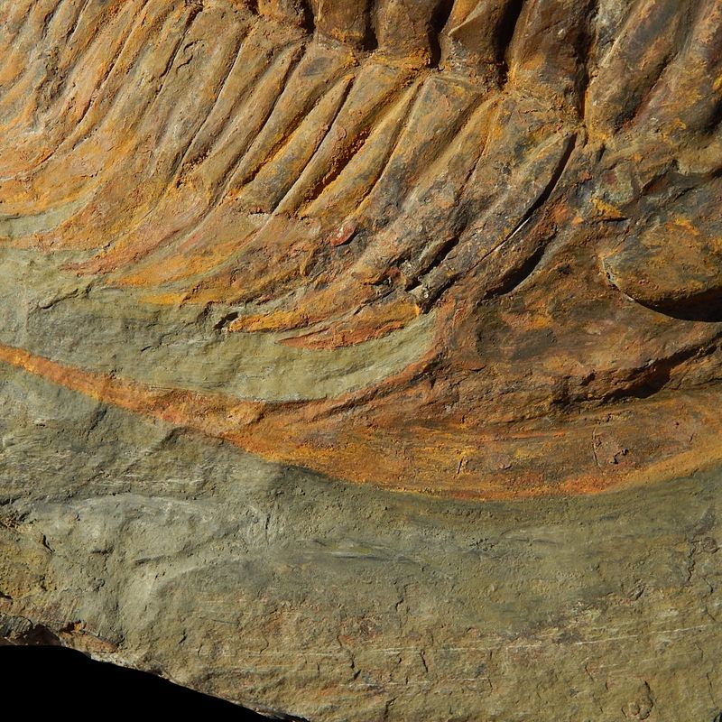 Kjempetrilobitt (Acaparadoxides forteyi)
