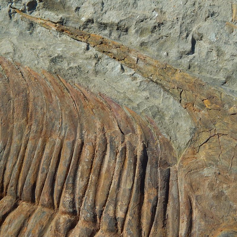 Kjempetrilobitt (Acaparadoxides briareus)