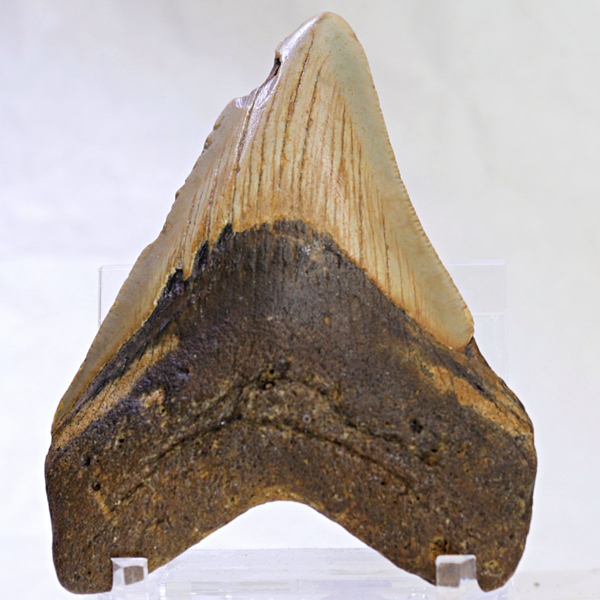 Megalodon-tann (8,7 cm), South Carolina, USA