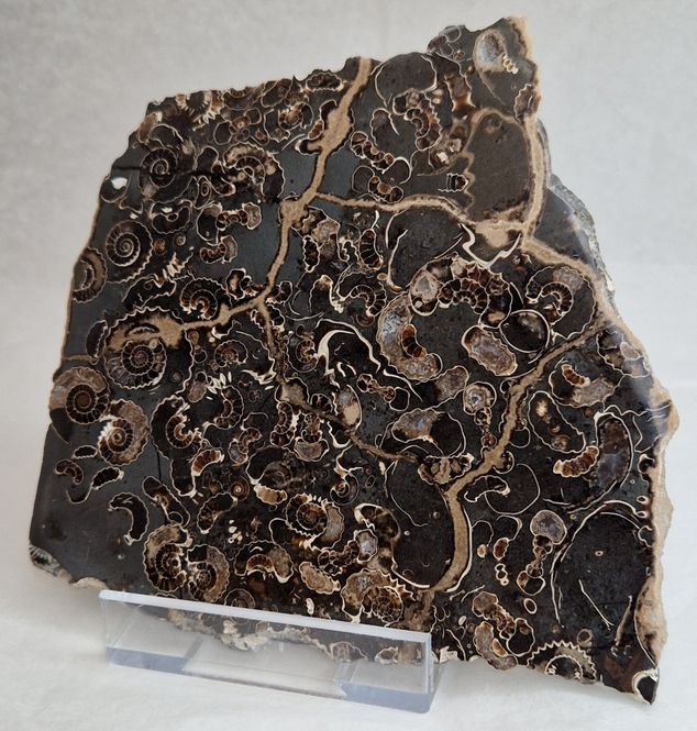 Hovedbilde Promicroceras sp. (ammonittplate)