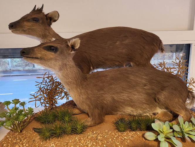 Hovedbilde Blå duiker (Philantomba monticola), hann og hunn, helmontasje (u