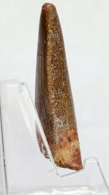 Hovedbilde Carcharodontosaurus-tann, 5,1 cm