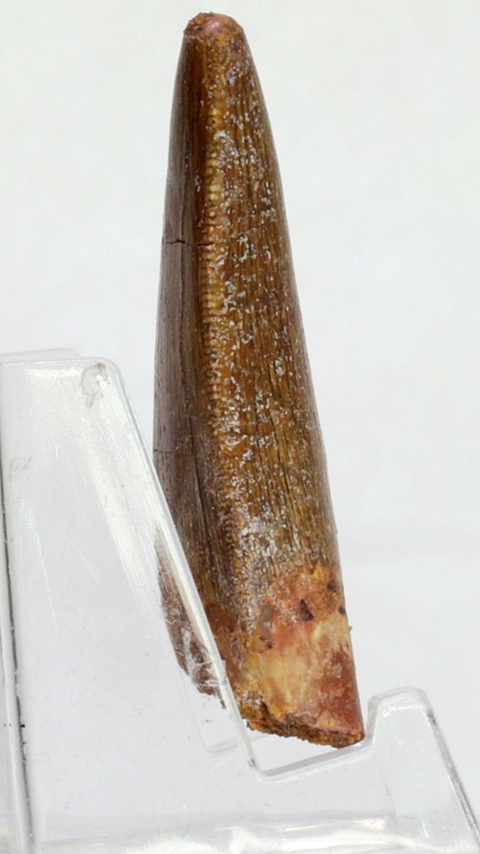 Carcharodontosaurus-tann, 5,1 cm