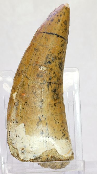 Hovedbilde Carcharodontosaurus-tann, 7,7 cm