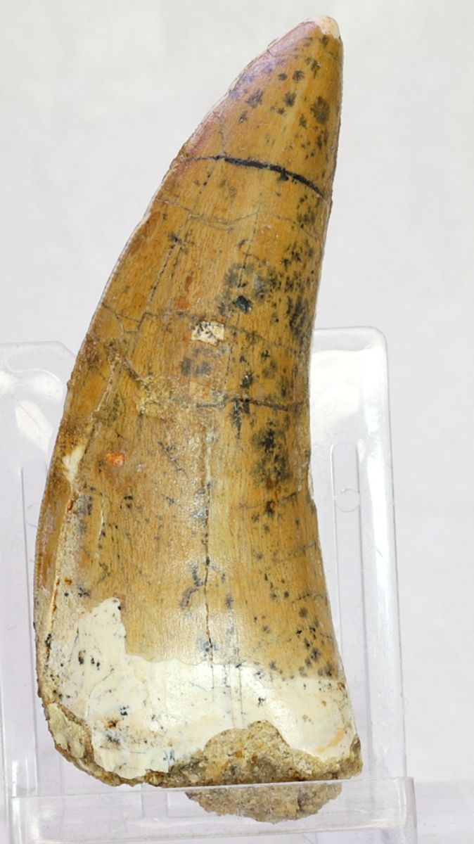Carcharodontosaurus-tann, 7,7 cm