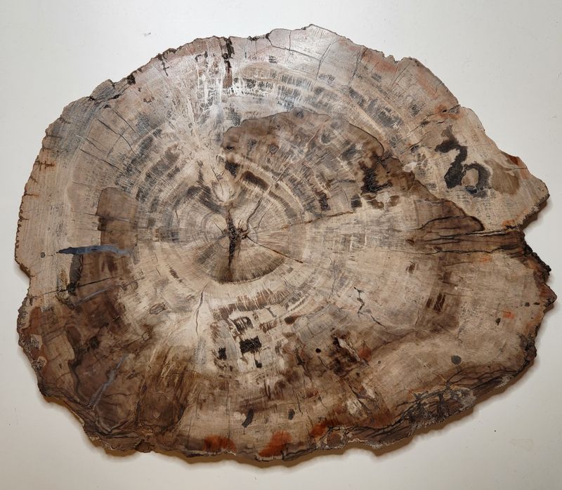 Skive av fossilt tre, Madagaskar (41 cm), ca. 225 mill. år
