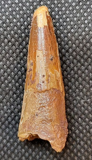 Hovedbilde Spinosaurustann (3,8 cm)