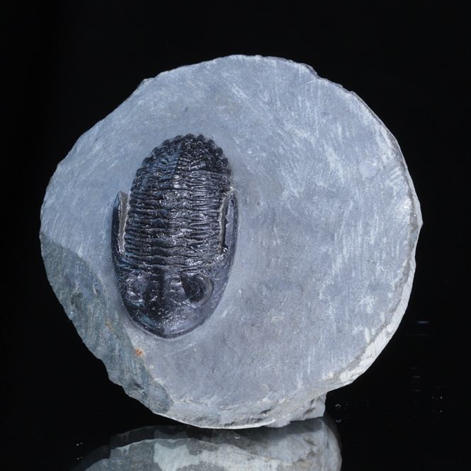 Hovedbilde  Trilobitt (Hollardops sp.), 390 mill år