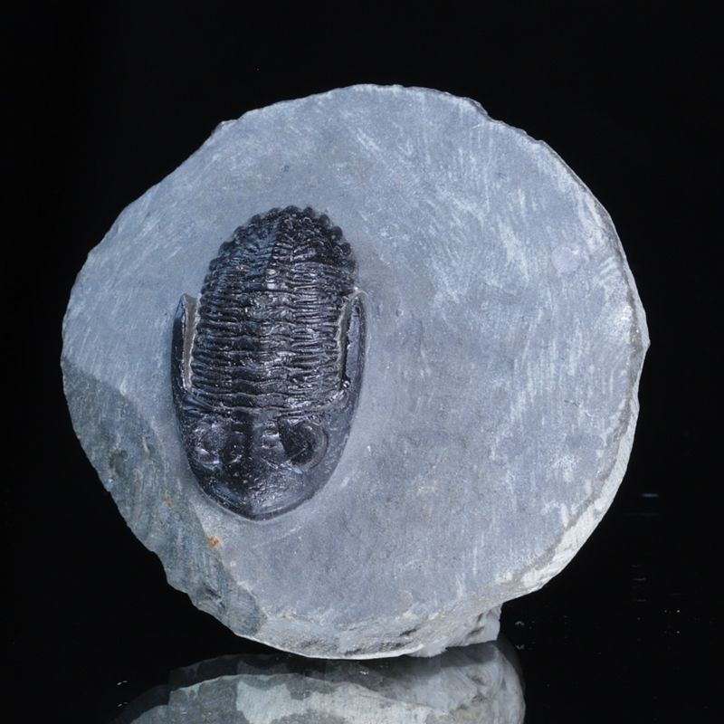  Trilobitt (Hollardops sp.), 390 mill år