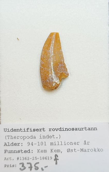 Hovedbilde Uidentifisert rovdinosaurtann (94-101 mill år)