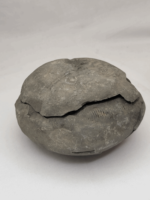 Hovedbilde Ammonitt (Dactylioceras sp.), delt nodul, Whitby, England