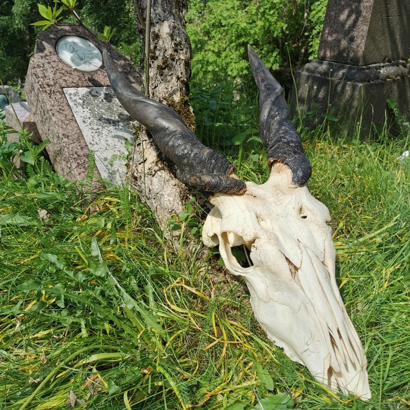 Eland, skalle med horn (Taurotragus oryx)