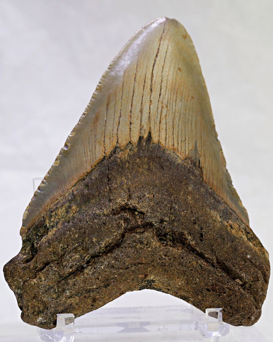 Megalodon-tann (9,9 cm), South Carolina, USA