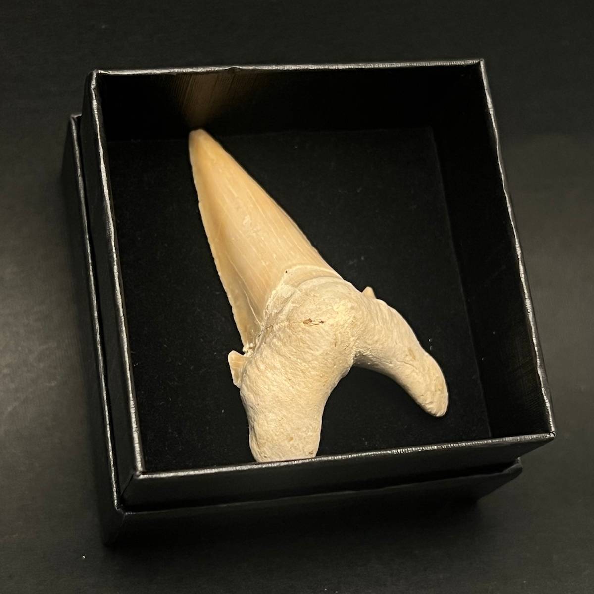 Fossil haitann (Otodus obliquus) i gaveeske, 5-6 cm