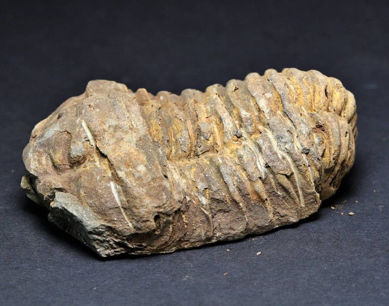 Trilobitt (Neseuretus tristani), 7-8 cm