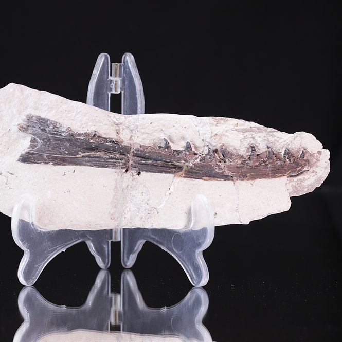Hovedbilde Tethysaurus, underkjeve (Asfla, Marokko)
