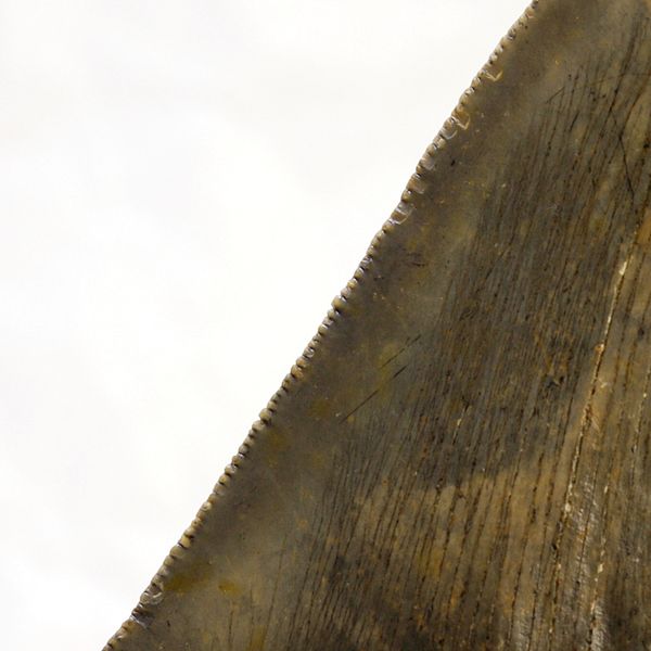 Hovedbilde Megalodon-tann (11,5 cm), South Carolina, USA