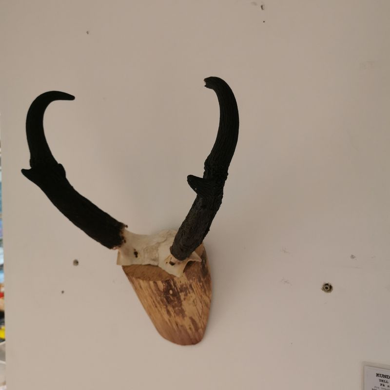 Gaffelantilope, horn (Antilocapra americana)