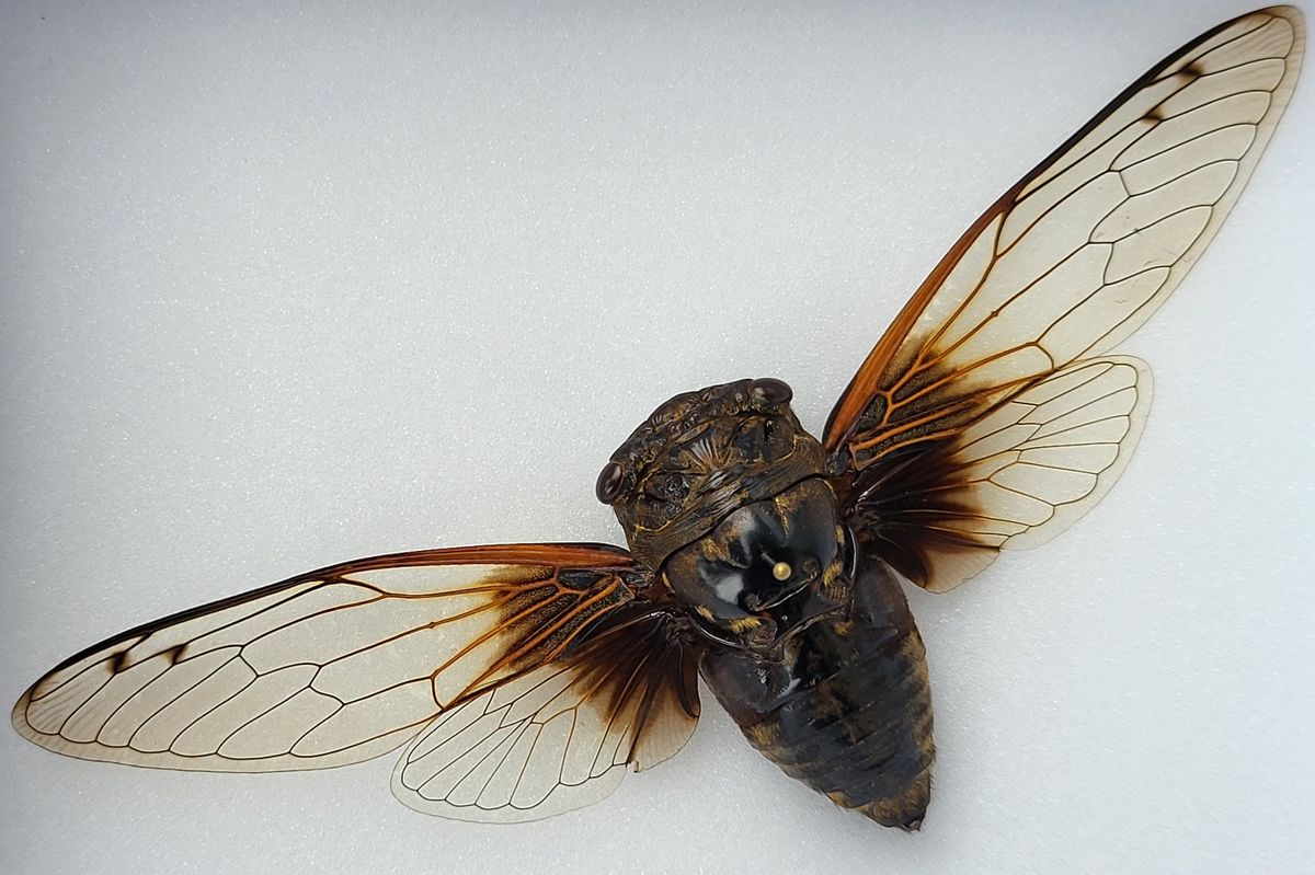Sangsikade (Cryptotympana nitidula), ramme: 15 x 12 x 5,4 cm
