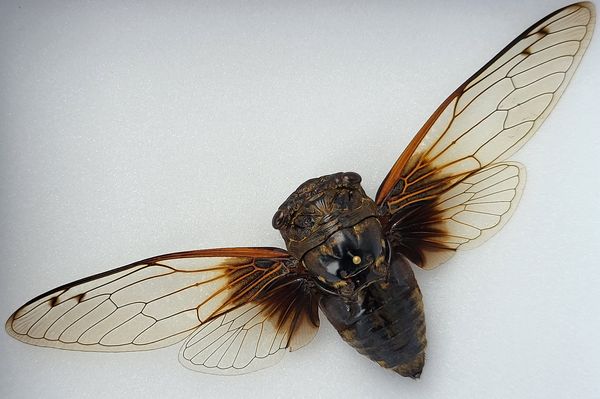 Hovedbilde Sangsikade (Cryptotympana nitidula), ramme: 15 x 12 x 5,4 cm