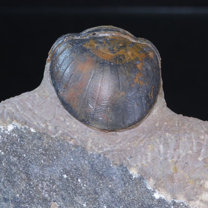 Hovedbilde Trilobitt (Paralejurus brongniarti)