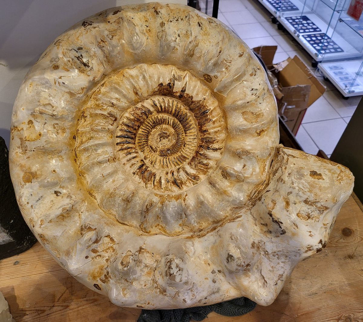 Kjempeammonitt (Kranaosphinctes sp.)